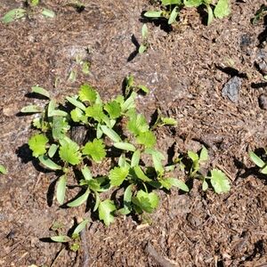 Meet your Posher, Omar